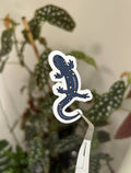 Spotted salamander vinyl sticker